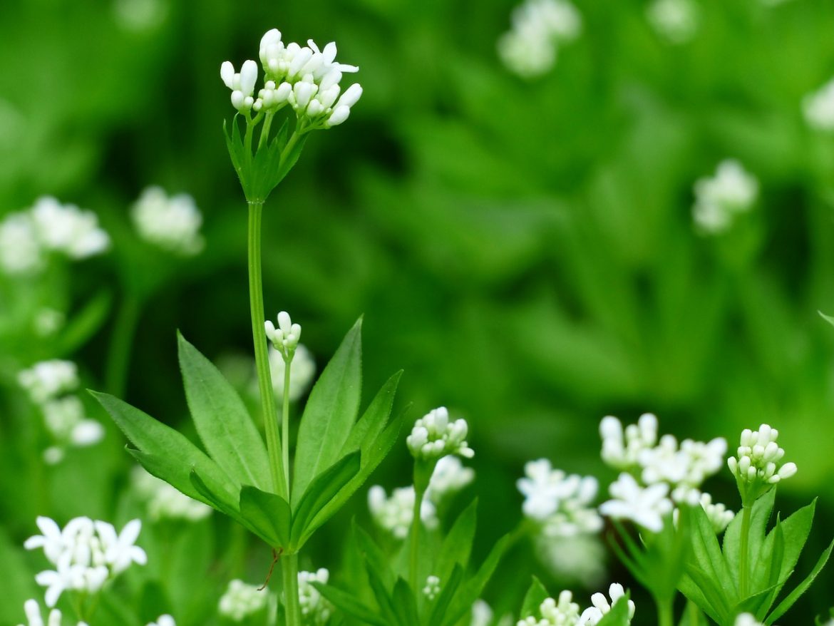 waldmeister
